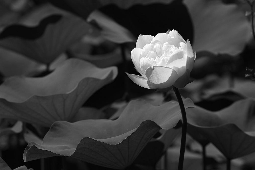 Fotografia em preto e branco de uma flor de lótus japonês branca com folhas verdes.