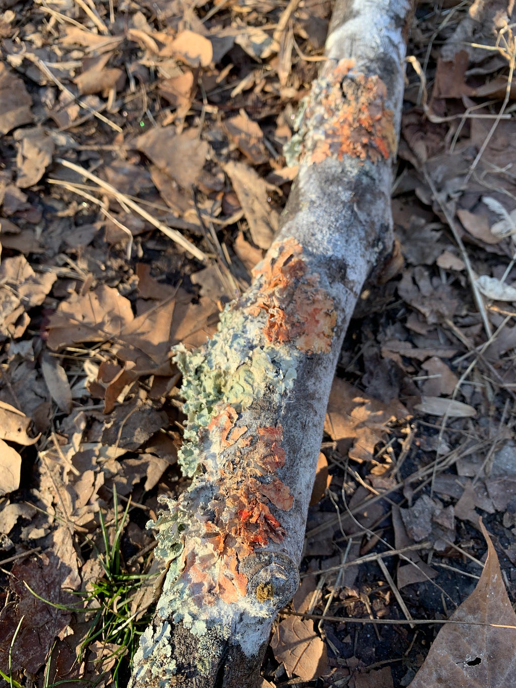 Tree branch covered in lichen with the colors of the Palestinian flag (Photo by the author, 2024).