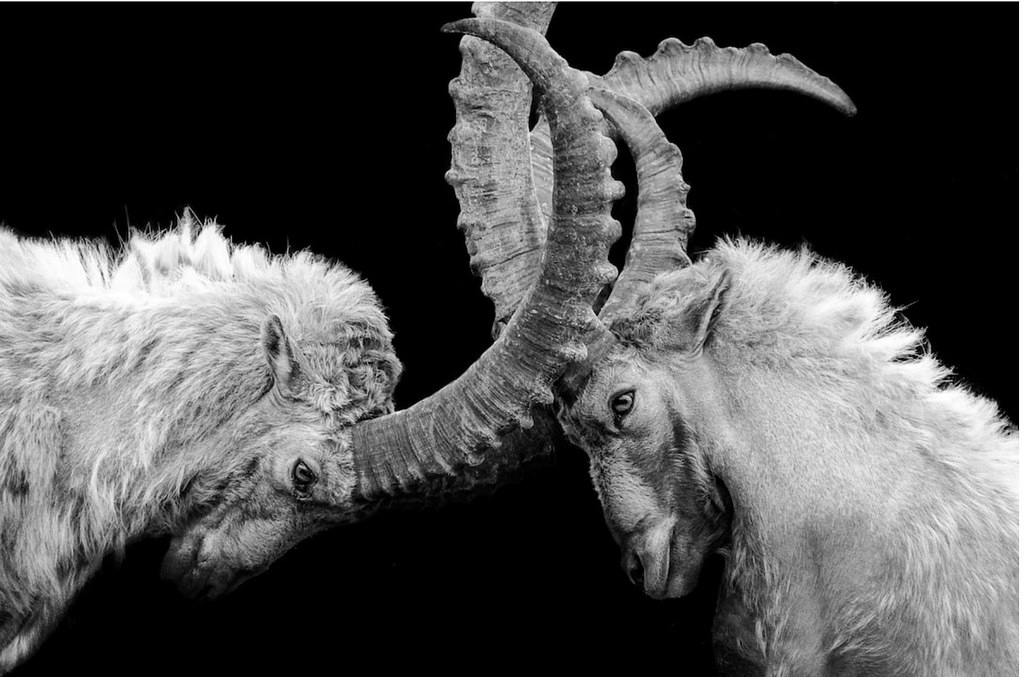 Rams locking horns