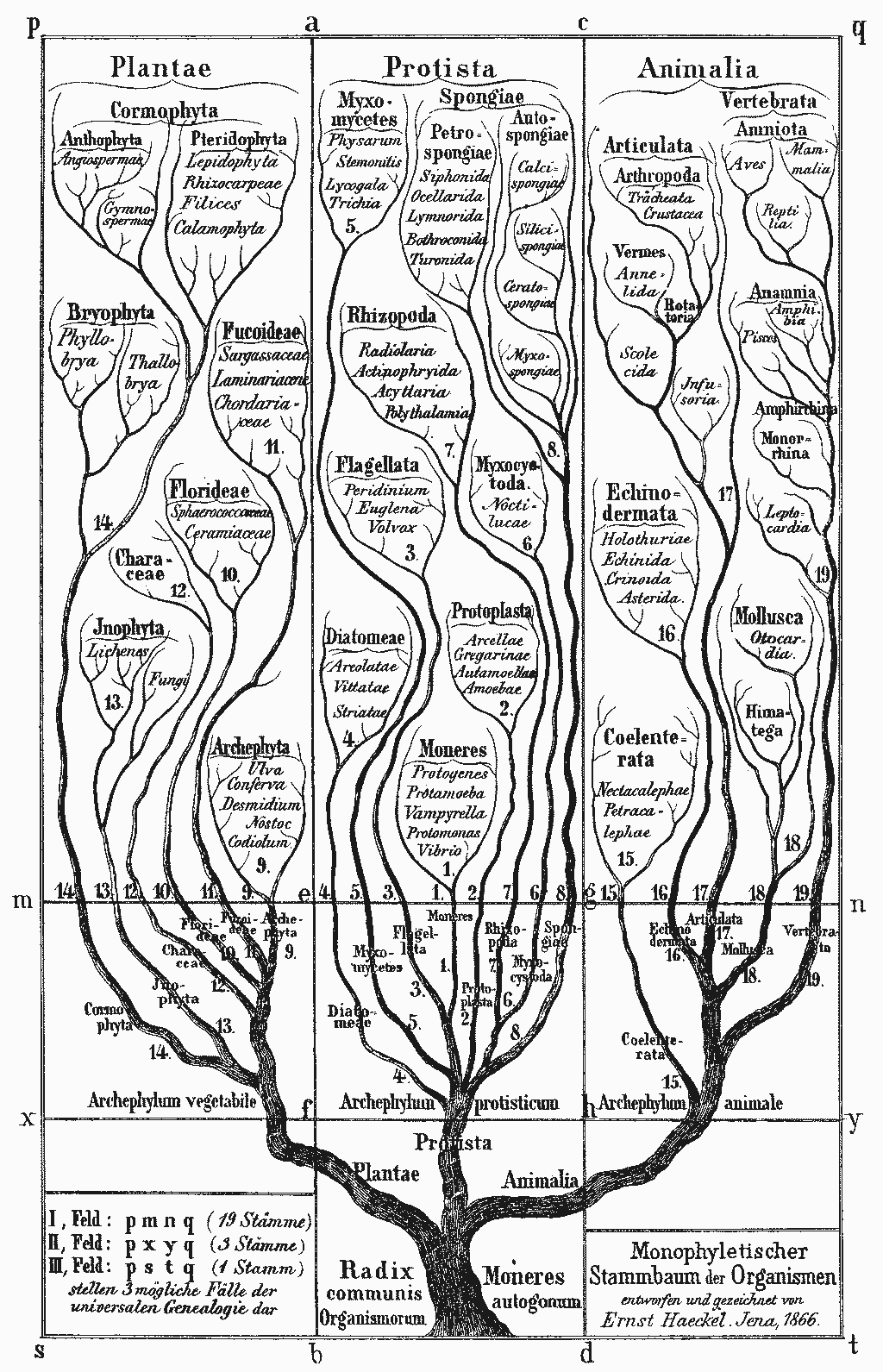 A drawing depicting the tree of life in the shape of a physical tree from nature.