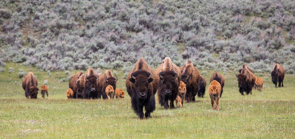 A herd of bison, with their calves, march toward the camera.
