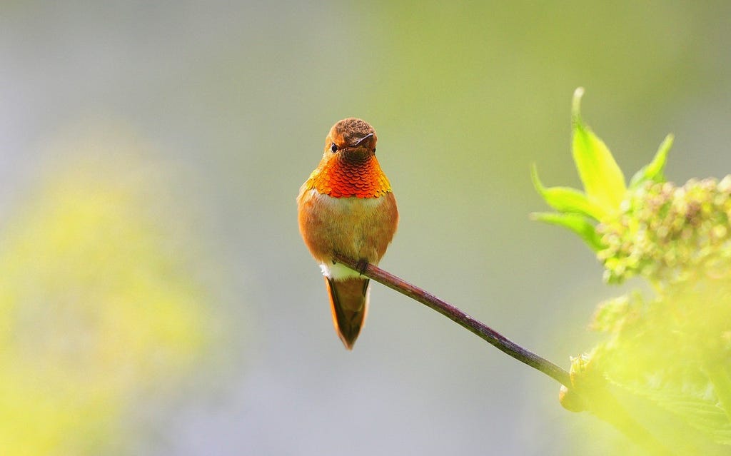 A male rufous hummingbird sits on a branch, showing its flashy orange colored neck feathers