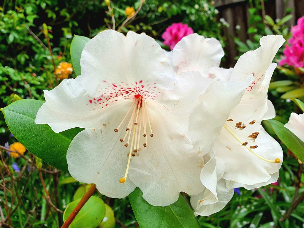 A close-up of large white rhodadendron flowers, with a dusting of pink spots inside the flower and long white stamens