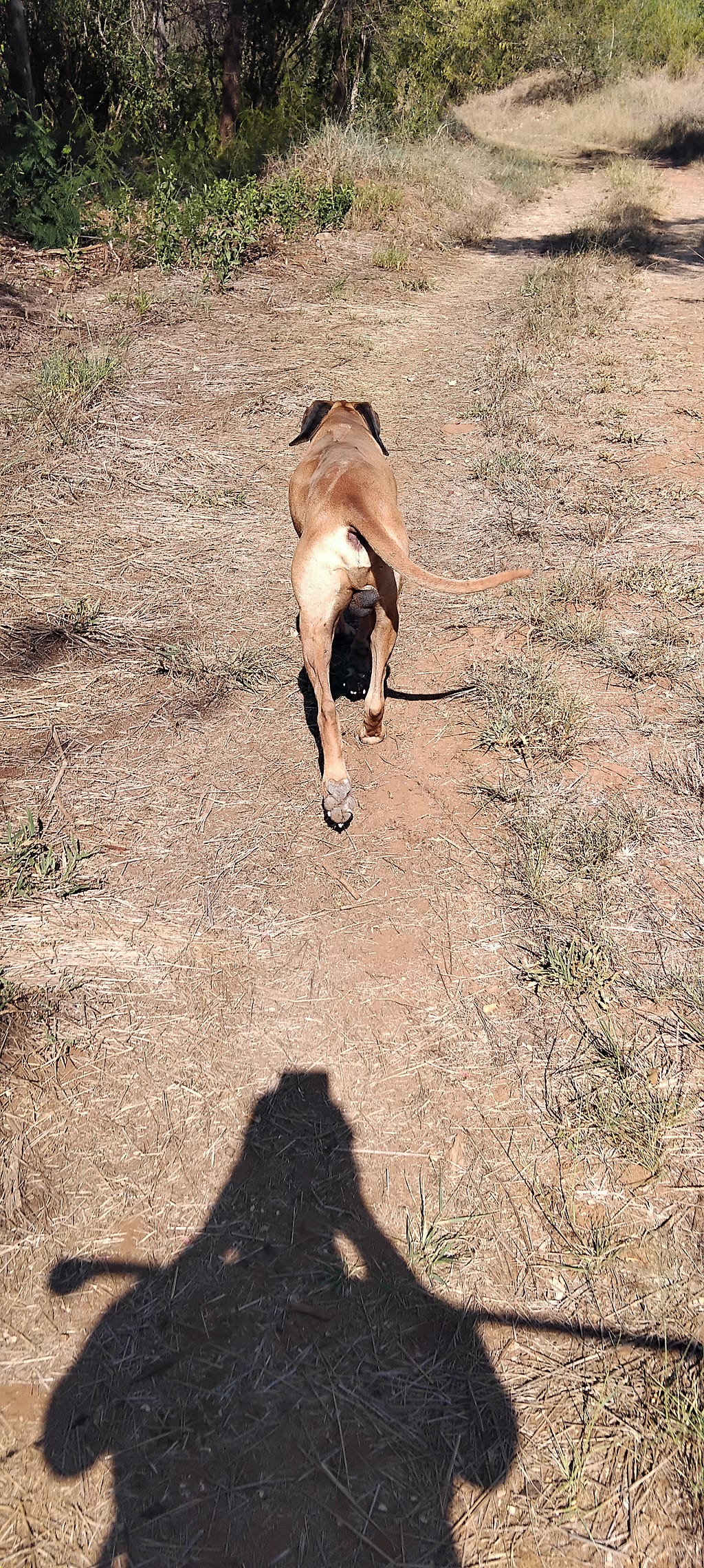 An adult male Rhodesian Ridgeback dog taking a walk in nature with the author’s shadow looking on
