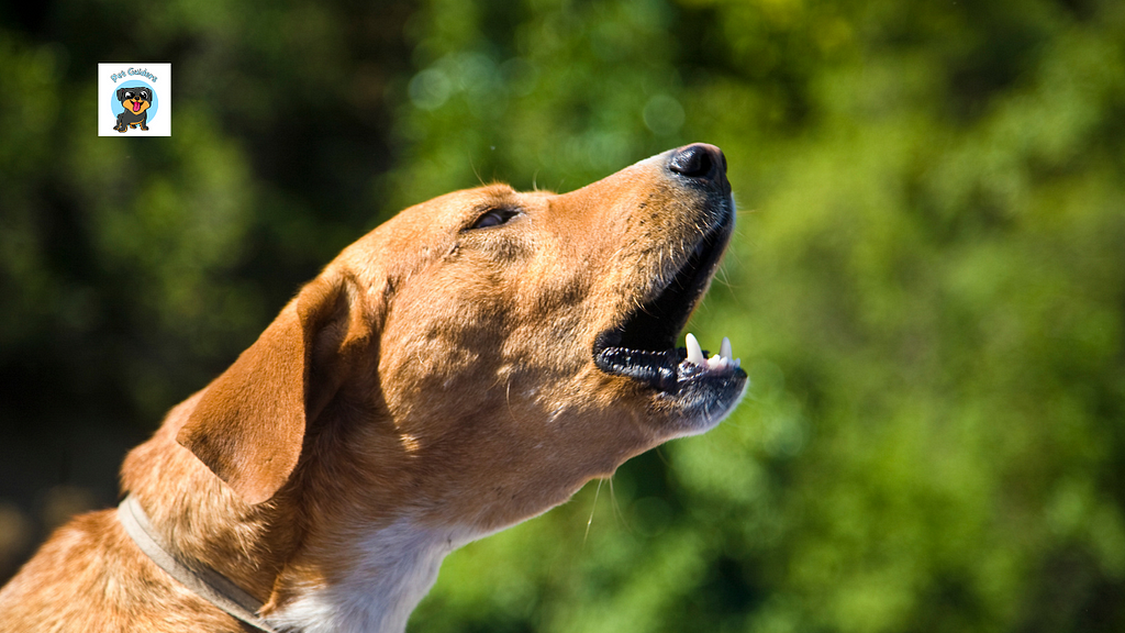 How does a dog identify a thief and start barking?