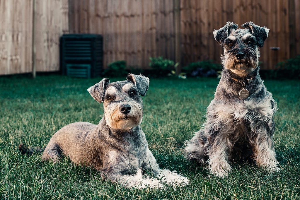 Two medium-haired grey dogs on a grassy fenced backyard.