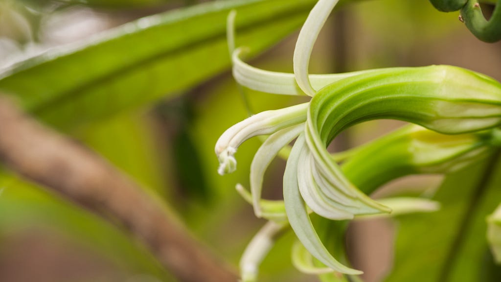 White and green ʻōhāwai flower.