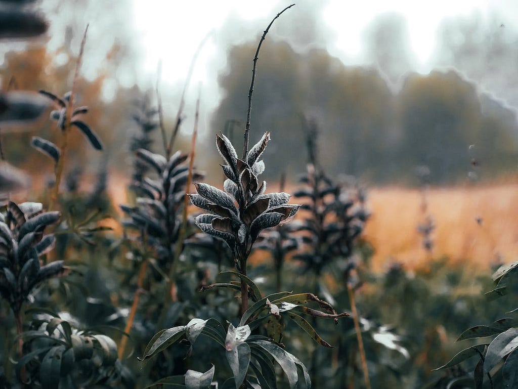 Image of plants in cold light on what looks like a cold day.