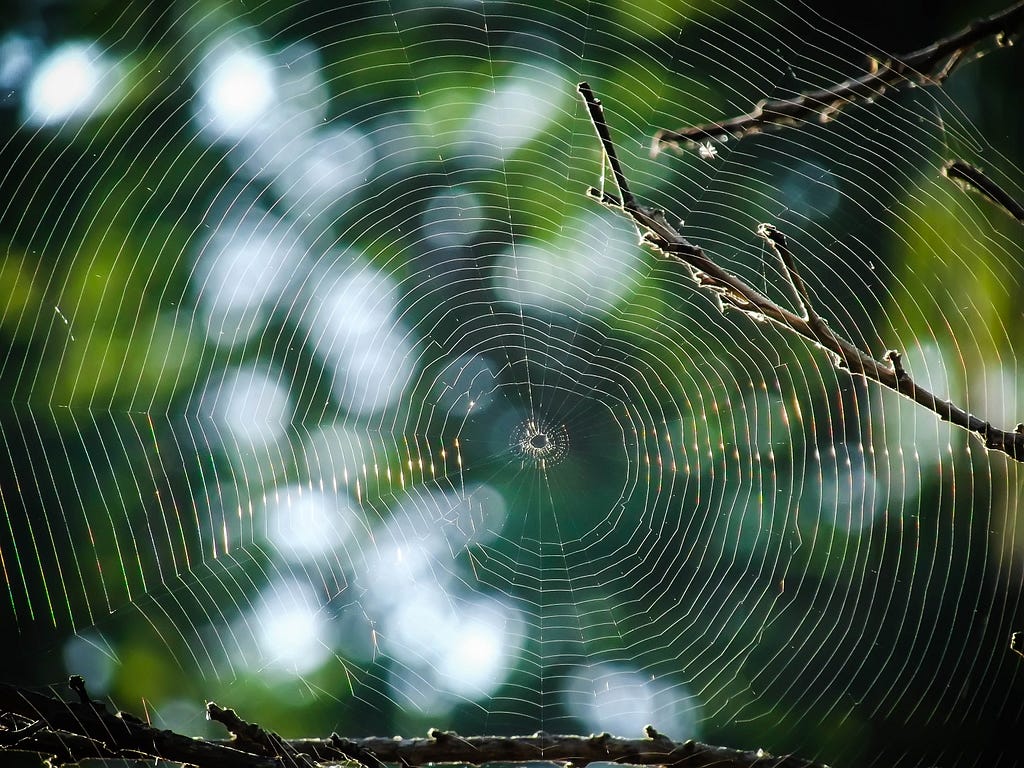 Circular spider’s web suspended between two branches