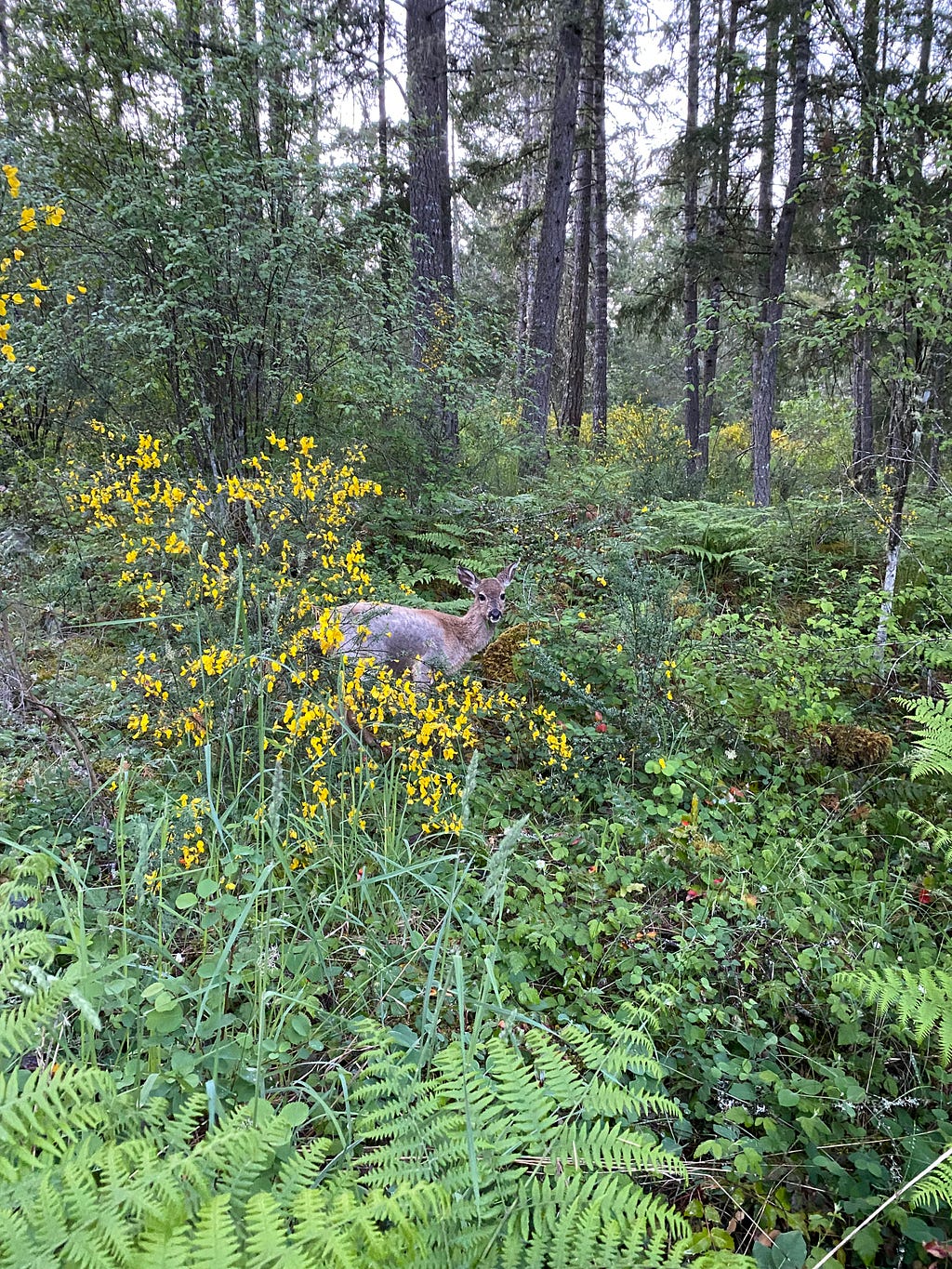 A deer pictured in a wild forest. In front of the deer lies a yellow flower bush.