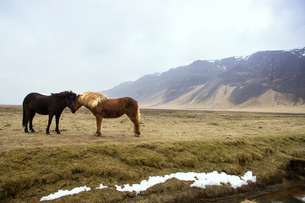 Two wild horses nuzzle in a rugged landscape