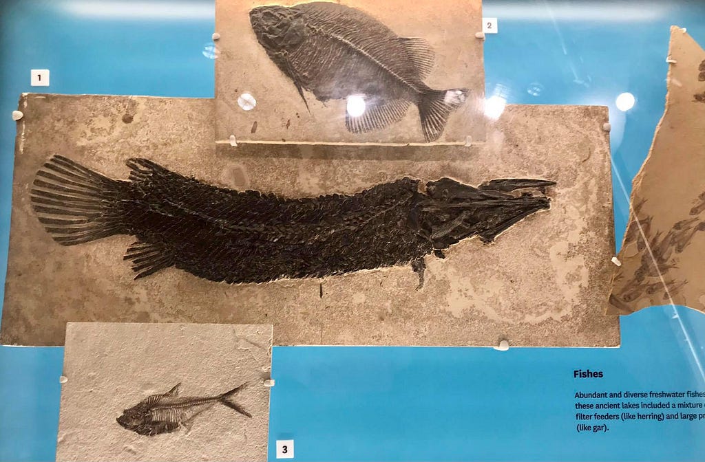 display showing fossilized gar with 2 other fossil fish