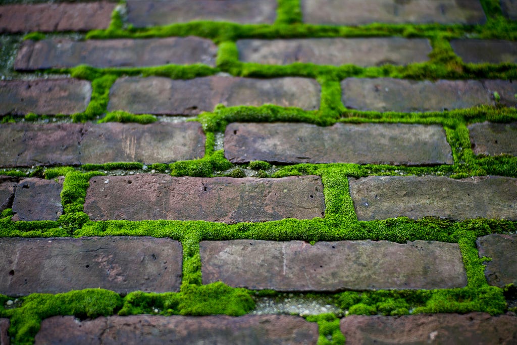 Moss growing between bricks, by Tom Dils on Unsplash