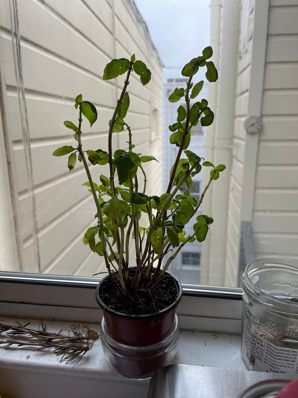 Basil plant sitting in kitchen window.