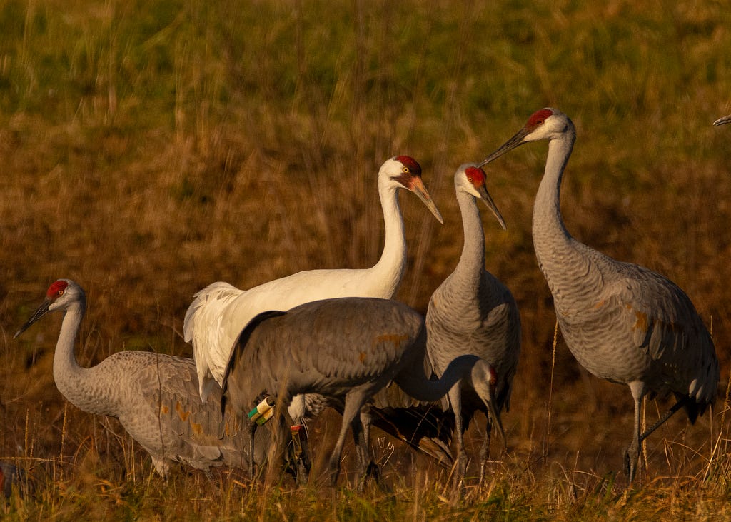 A white whooping crane with 4 sandhill cranes