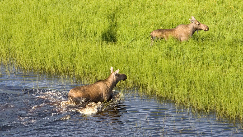 2 moose in a wetland