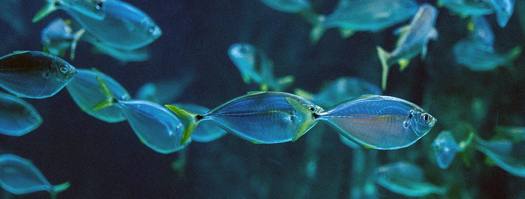 Silvery-green fish swimming in blue water.