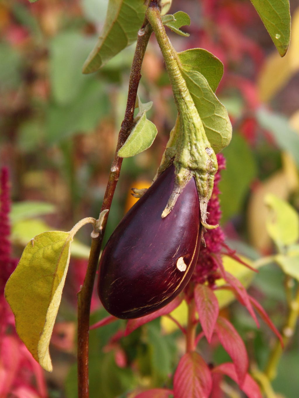 Tomatoes and tobacco also belong to the family “Solanecae,” together with many spices and medicinal plants.