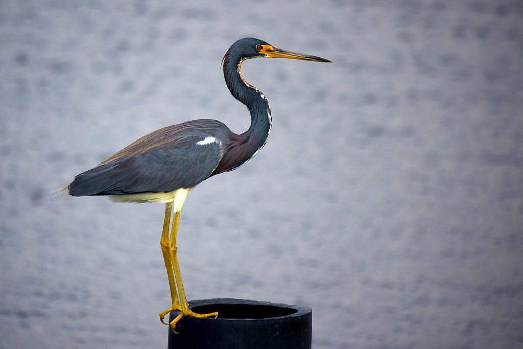 Heron in front of a lake