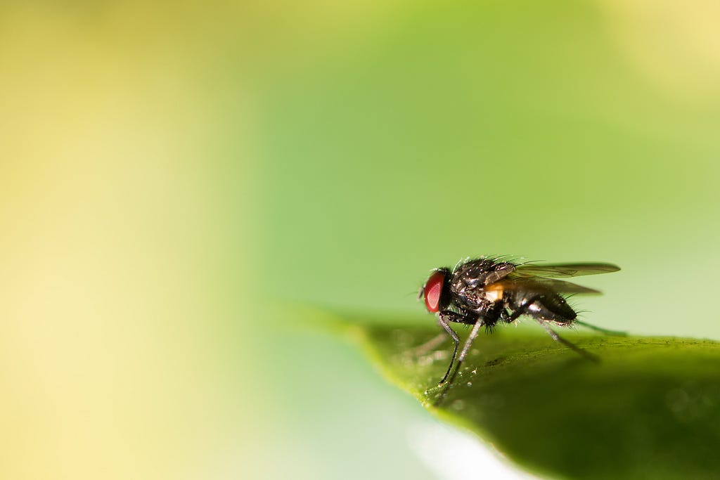 Closeup, a fly sits on a leaf