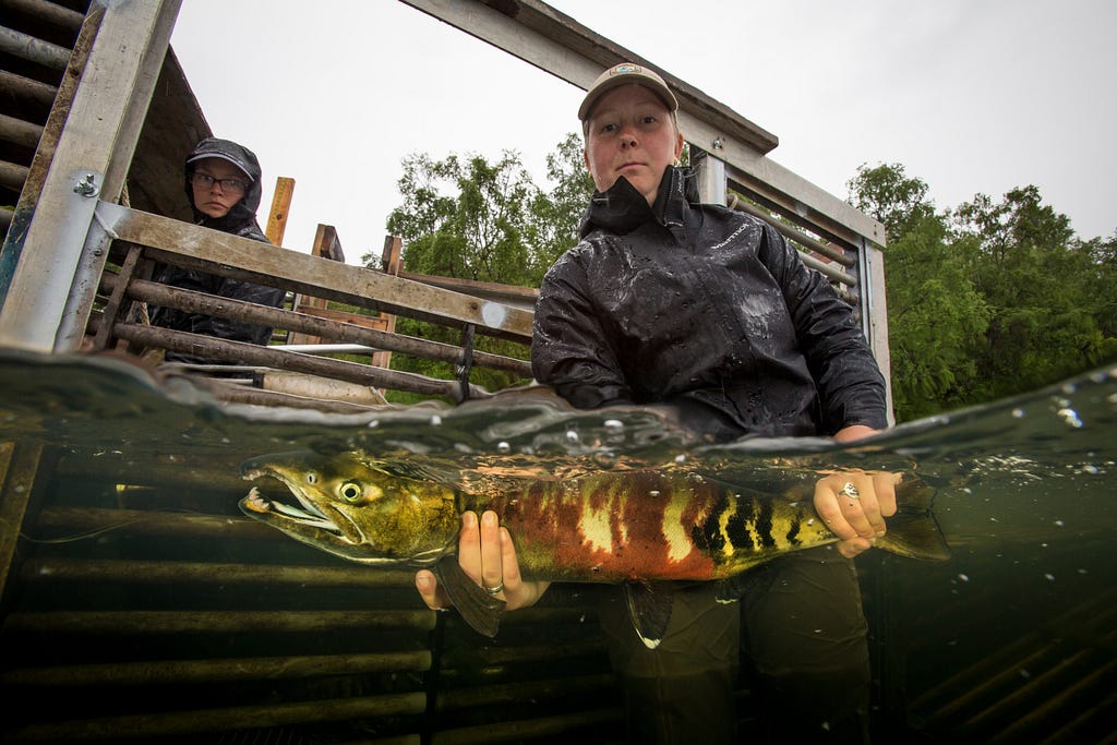 woman holds a salmon in a weir