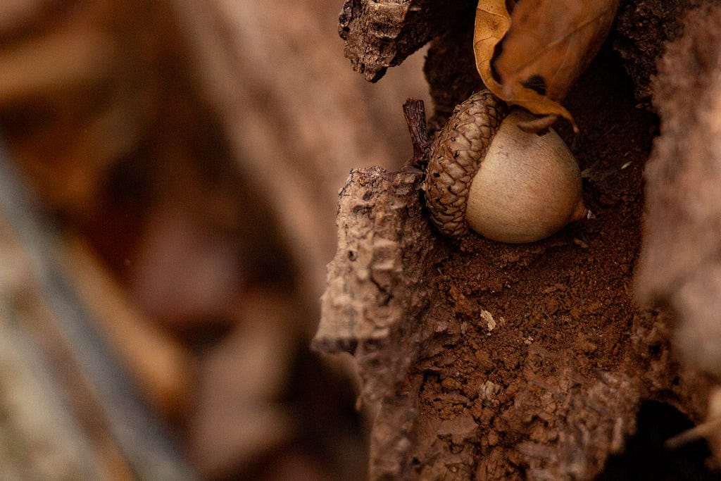 An acorn fallen on top of some tree bark.