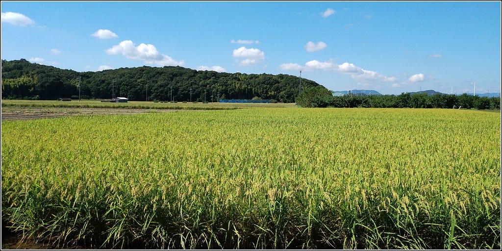 A field of maturing rice in the foreground, distant tree-covered hills behind, and white cumulus clouds in a blue sky.