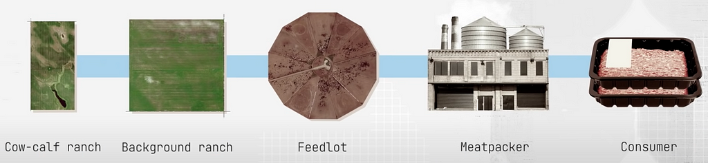 The lifecycle of beef production.