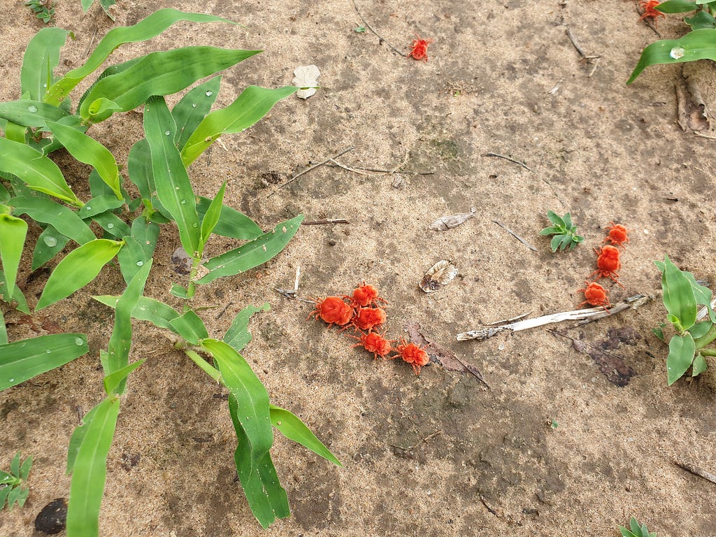 Bright red mites on a buff-colored, sandy soil, between blades of green grass
