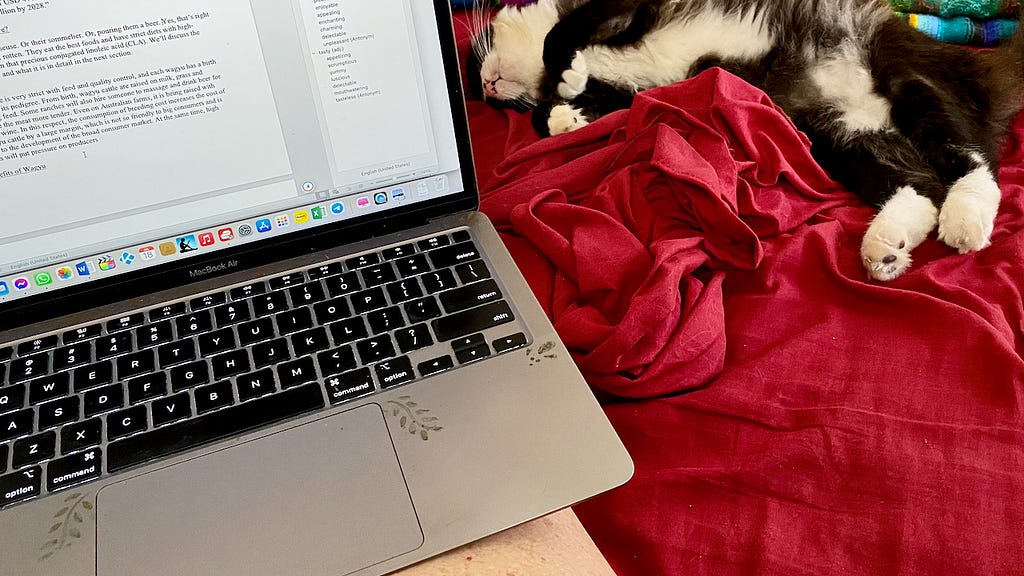 A long-haired tuxedo cat slumbers on the bed by ruffled red sheets as a lady sits with open laptop on her lap working.