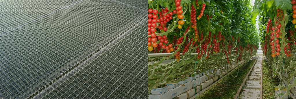 Aerial view of a greenhouse and rows of cherry tomato plants