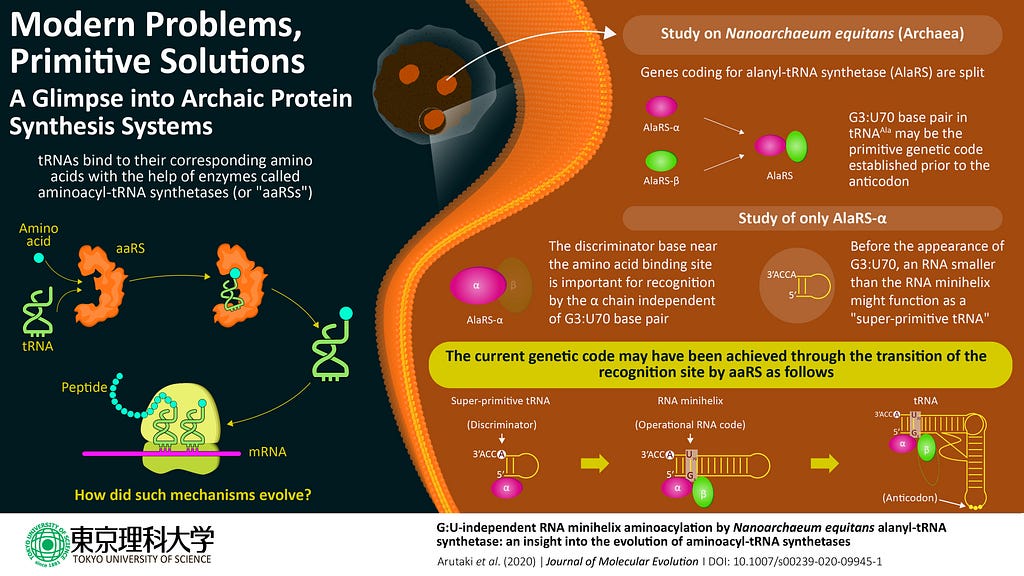 Protein synthesis in an ancient organism could have inspired the molecular tools used by modern organisms