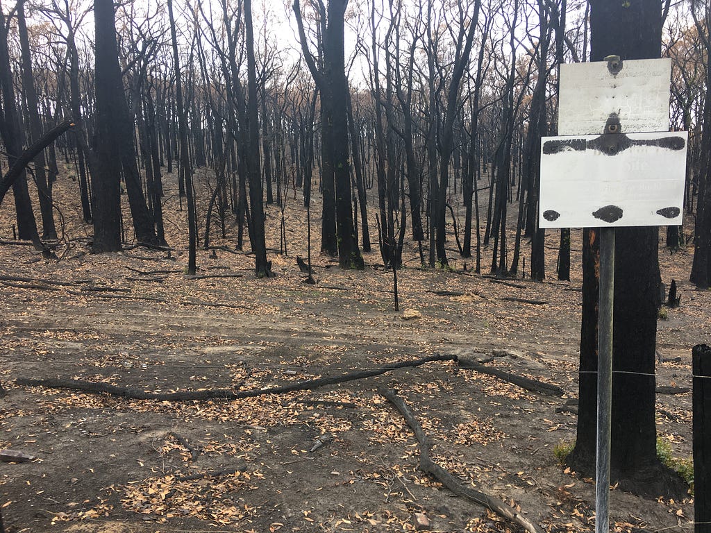 Blackened landscape after 2020 Cudlee Creek bushfire