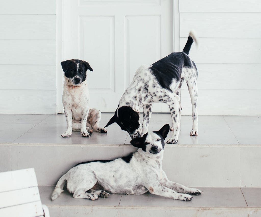 Three dogs (short haired, black and white) are in a room. One of the dogs is lying down, another one is standing up, sniffing the ear of the first. A third dog is a puppy and is sitting down, looking at the other two dogs, close by.