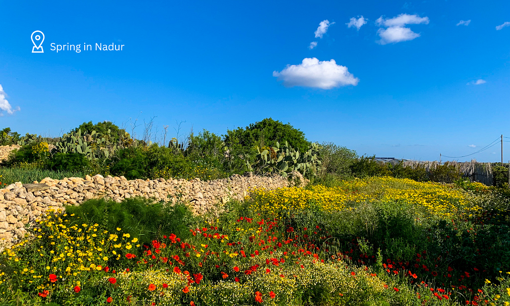 A picture of a farm in Gozo.