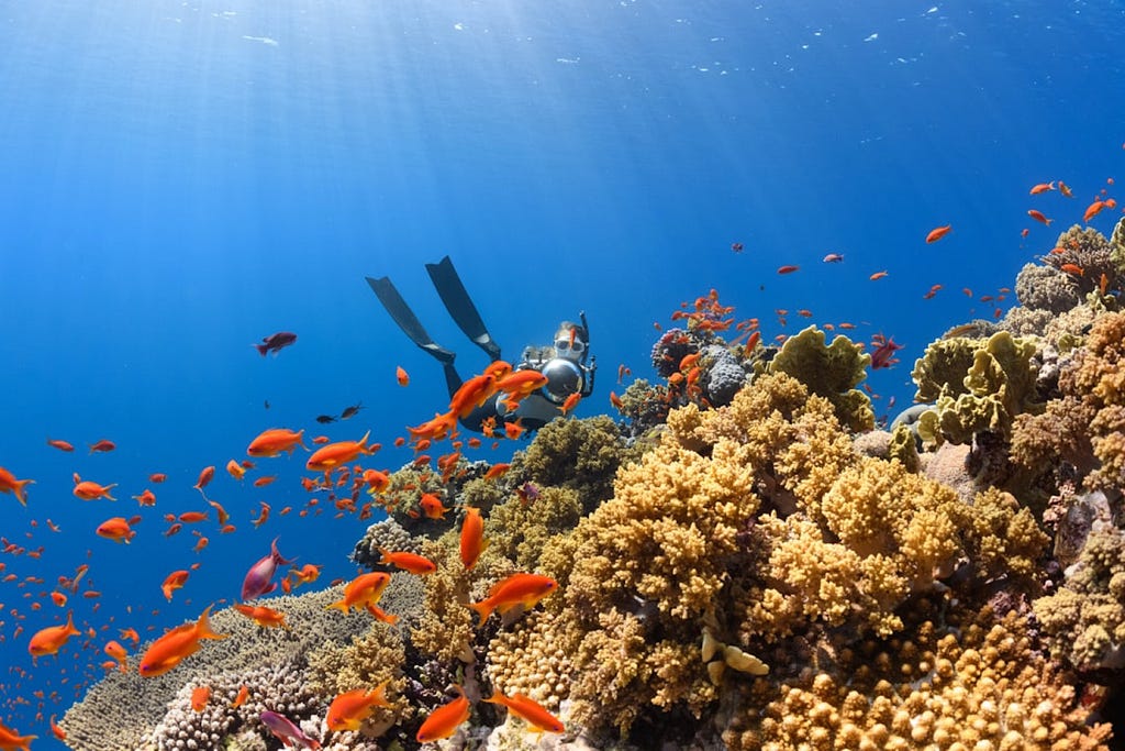 A scuba diver swimming through a coral reef.