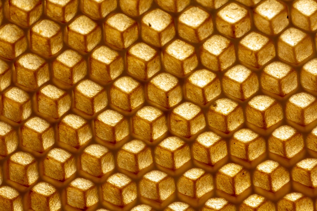 Empty wax honeycombs built by bees, without human involvement