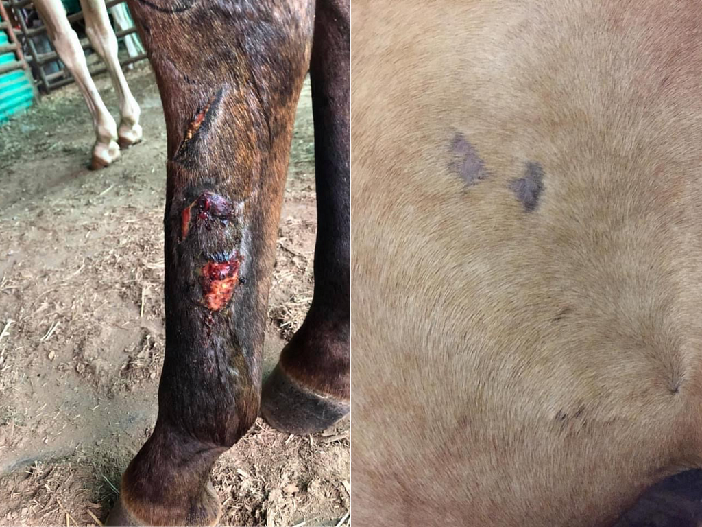 There are two images shown side by side. One is of the wound to the foal’s back leg. The other is a bite mark on Freya.