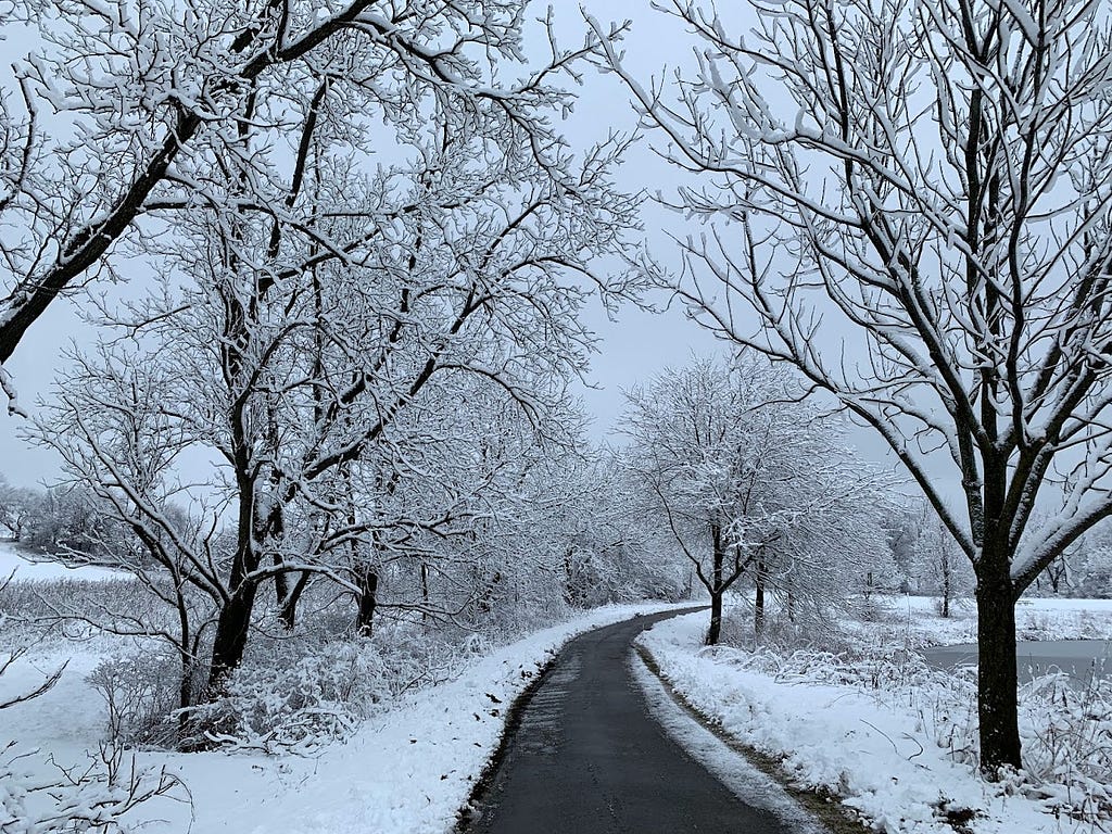 A sidewalk winding through a park lined with snow-covered trees