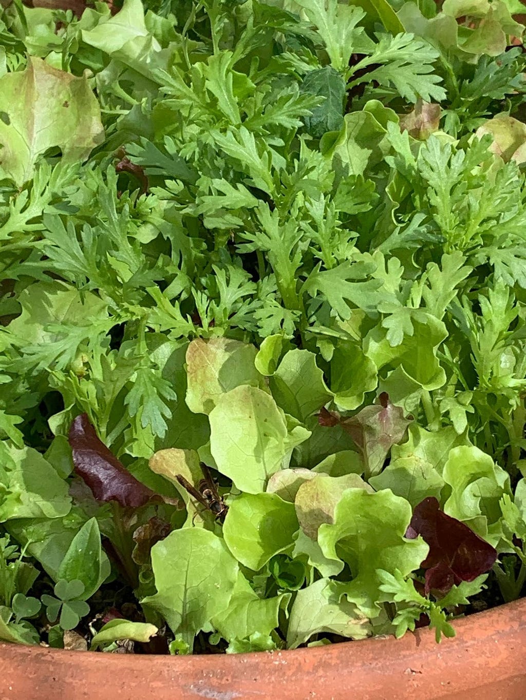 A pot filled with vibrant baby leaf greens, planted from seeds by the user’s eldest son. The leaves are fresh and healthy, showcasing various shades of green and a few hints of red.