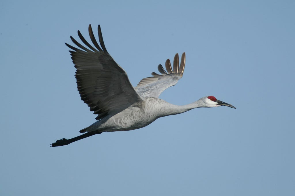 A large gray sandhill crane flies through a blue sky.