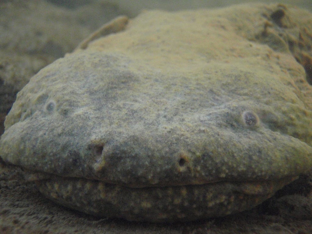 A murky front view of a hellbender eyes, nose, and mouth