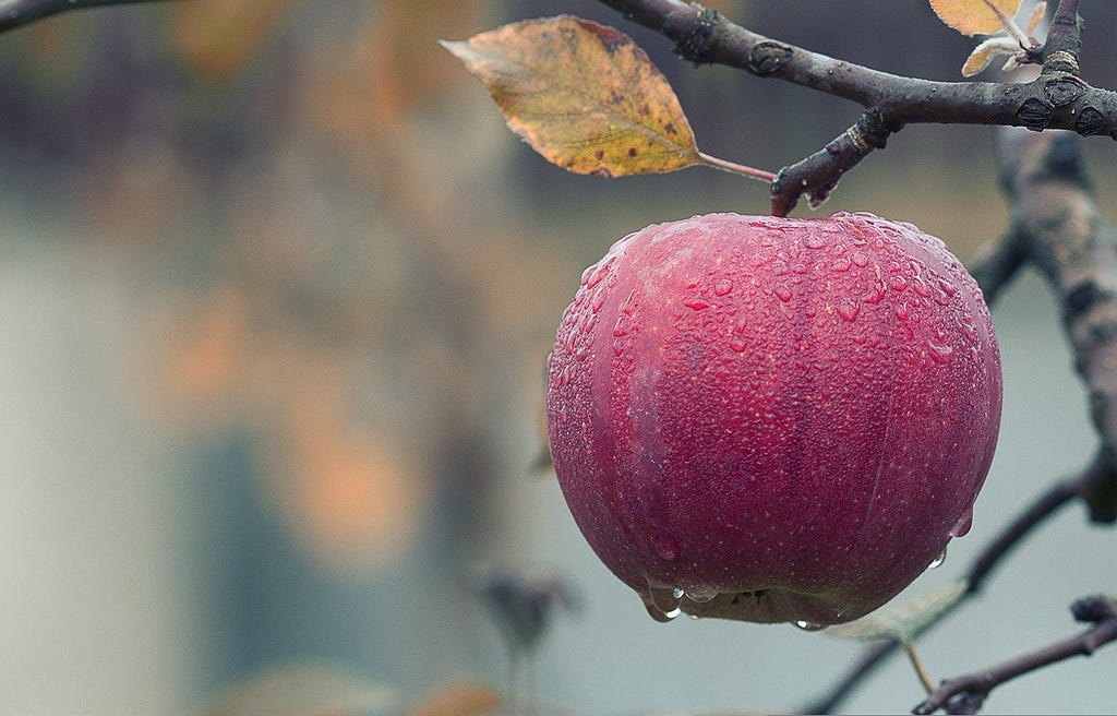 A red apple hanging on a branch, covered in dew drops.