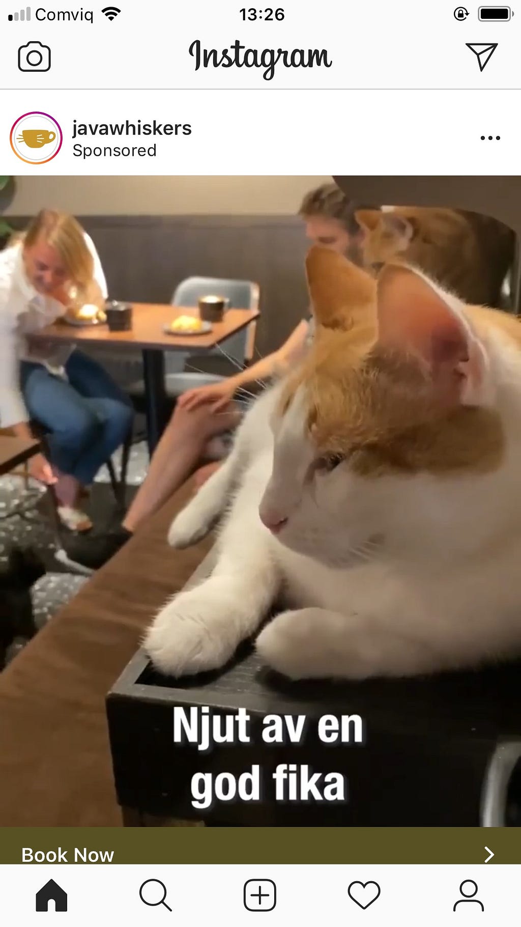 instagram ad showing a cat adoption cafe