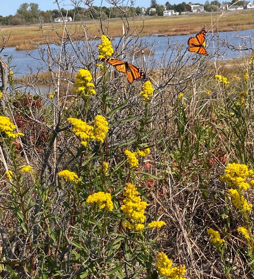 two monarchs hang from a vibrant yellow shrub along the coast