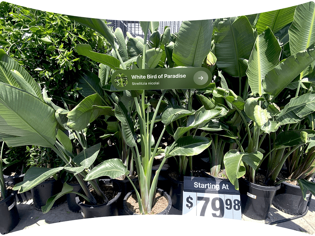 An AR interface tags a lush White Bird of Paradise plant at a garden store, displaying its scientific name, Strelitzia nicolai, and an option to learn more.