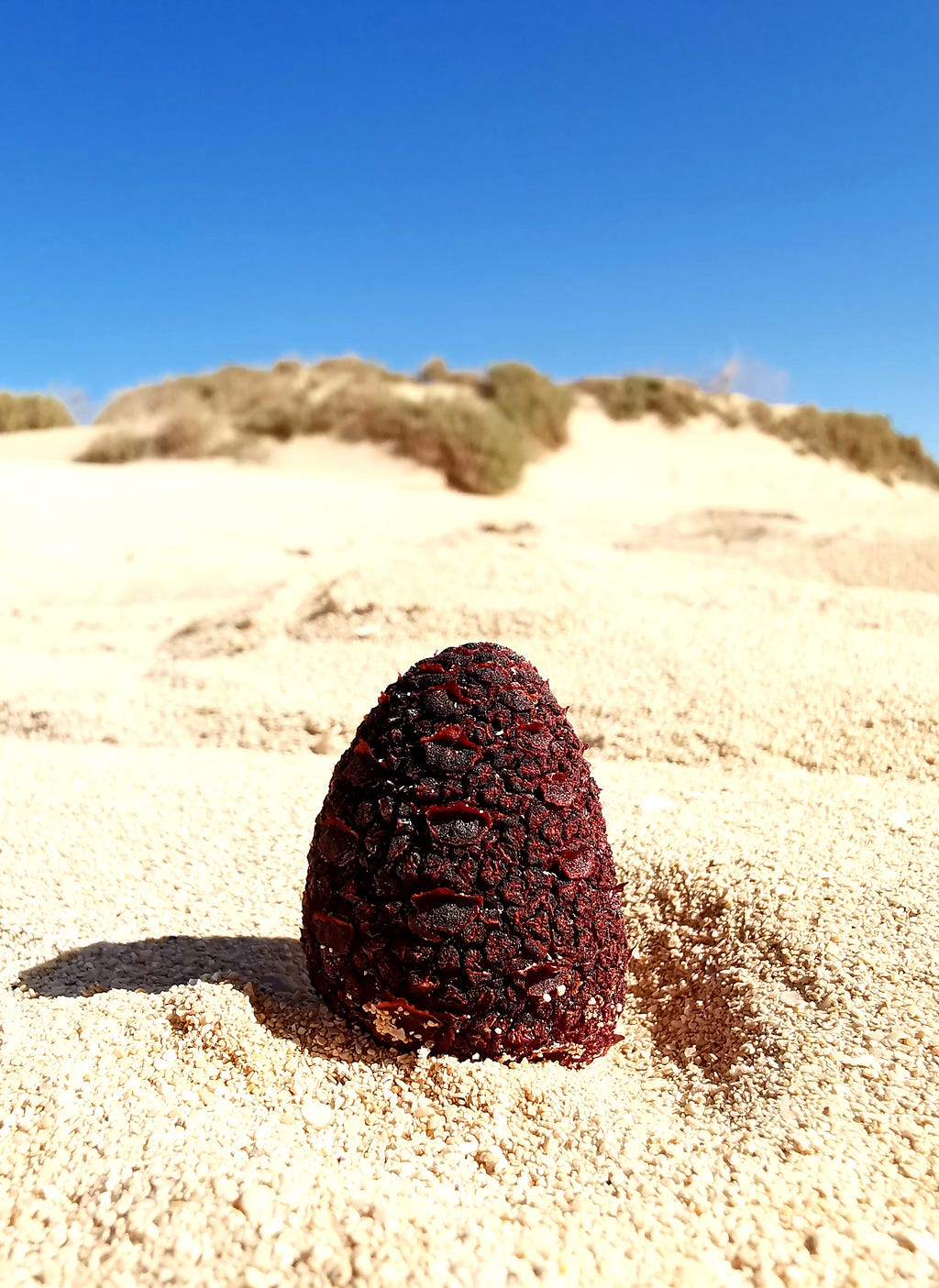 Photo of Cynomorium coccineum a parasitic plant, ruby coloured with black, leafless sprouts jammed with tiny flowers that jut out of the sand. The plant is pictured growing out of a sand dune with blue sky on the Canary Islands.