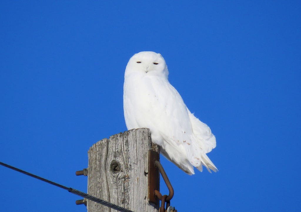 big white owl sits atop pole