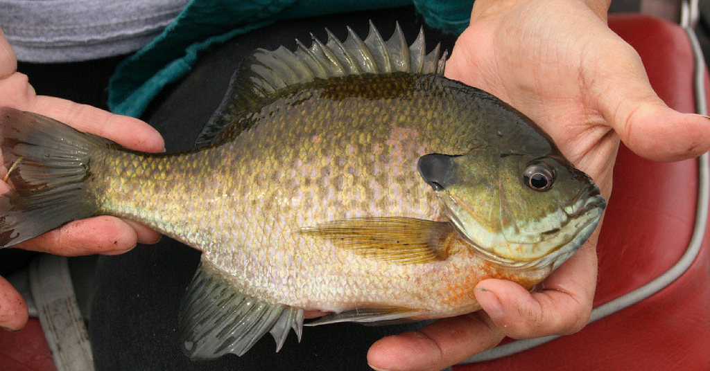 panfish