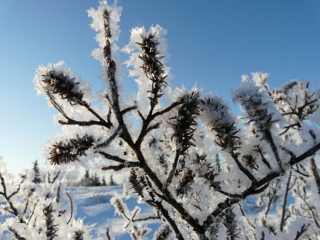 A willow shrub is covered in ice, sparkling on a sunny day.